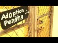 City of Oneida no longer considering pet limit laws