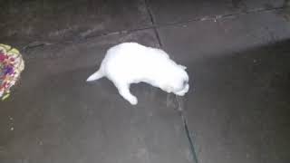 Pavilion puppy grow up (taffy)