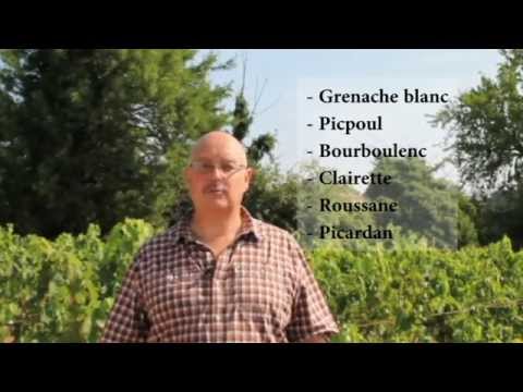 Pourquoi faire un assemblage de cépages ? - Domaine l'Or de Line