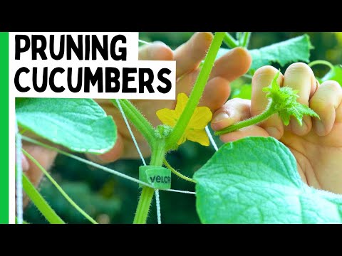 This Pruning Technique Will MAXIMIZE Cucumber Production
