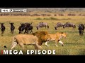 World S Deadliest MEGA EPISODE 4K UHD Nature Animal Documentary