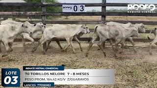 LOTE 3