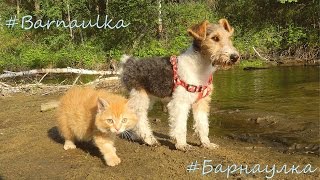 preview picture of video 'Riki Fox Terrier and Siberian kitten Solnyshko Рики и Солнышко на БАРНАУЛКЕ'