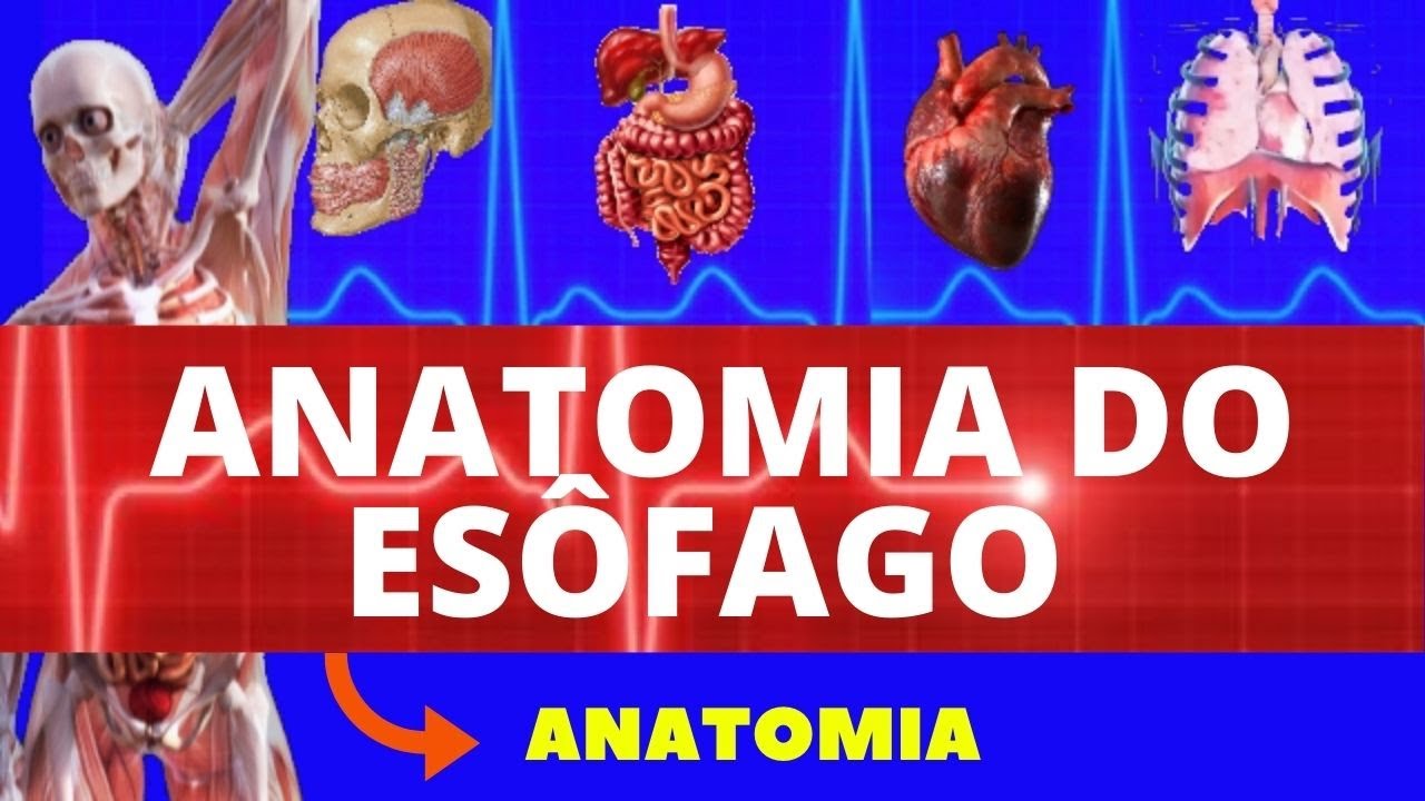 ANATOMIA DO ESÔFAGO - SISTEMA DIGESTÓRIO (ANATOMIA HUMANA) - TODA ANATOMIA DO ESÔFAGO - DIGESTIVO