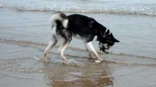 preview picture of video 'siberian husky Bow,s first trip to the beach'