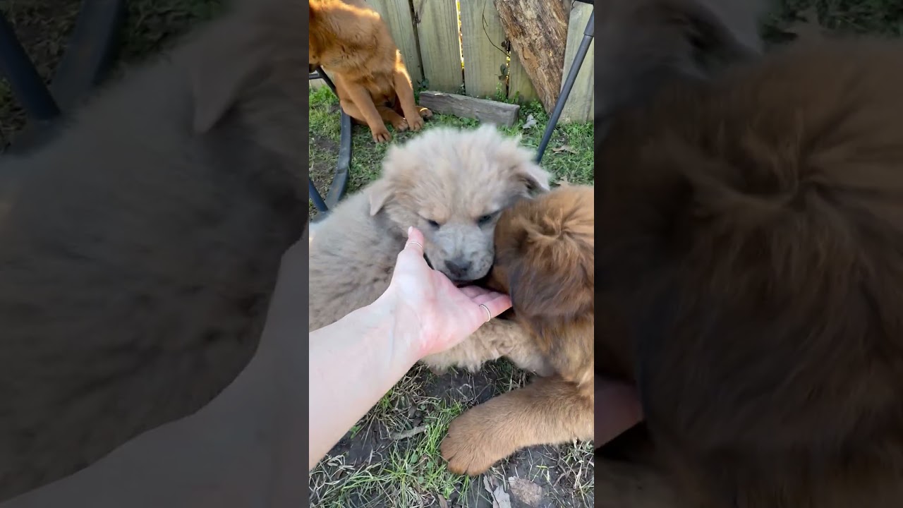 Enlarge Goose, an adopted mixed breed in Bloomfield, NJ video 6/6