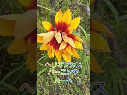 園芸 ヘリオプシス、偽ヒマワリ、偽ヒマワリ
