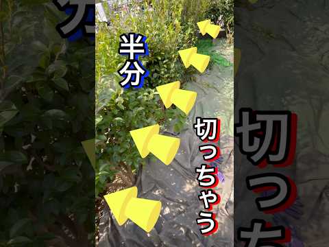  11月にはどんな挿し木をすればいいでしょうか？春のカラフルな庭のために切るすべての植物  庭園