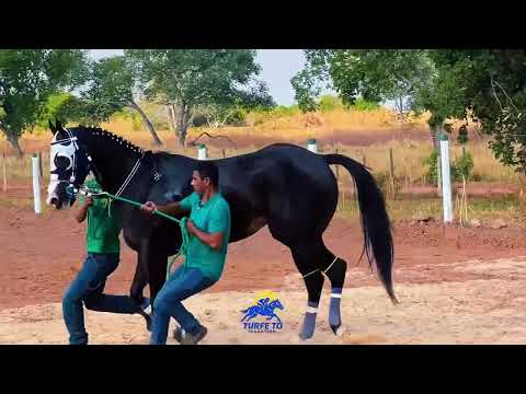 KIRA JESS, HARAS OLIVEIRA FÁTIMA DO TOCANTINS 