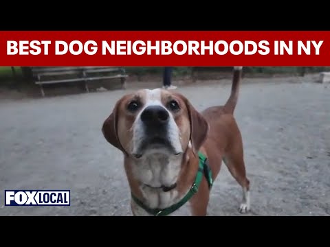 New York City's best neighborhoods for dog lovers ranked - YouTube