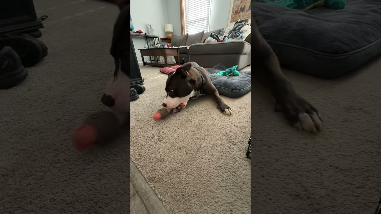 Snapple, a ADOPTABLE mixed breed in Bowie, MD video 6/6