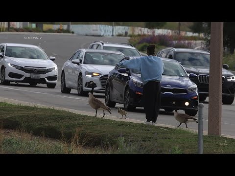 , title : 'Stevenson Ranch, CA: Woman Escorts Family of Geese Across Busy Magic Mountain Parkway'