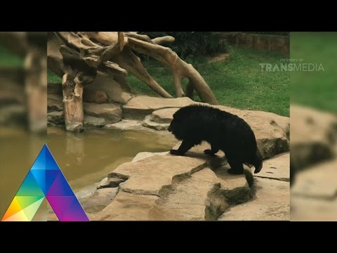 DUNIA BINATANG - SI TUKANG TIDUR (23/2/16) 3-2