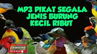 Download lagu MP3 PIKAT SEGALA JENIS BURUNG KECIL RIBUT mp3