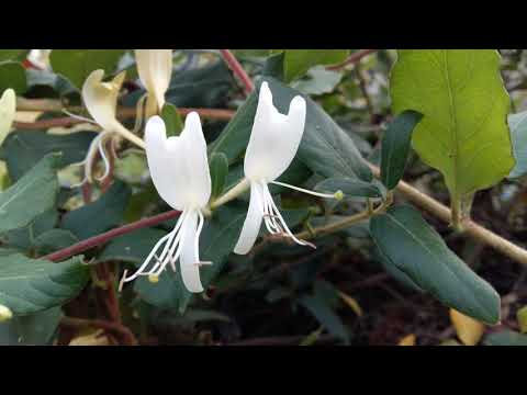 179. (06 Gershwin Oh Lady Be Good Fennell1960