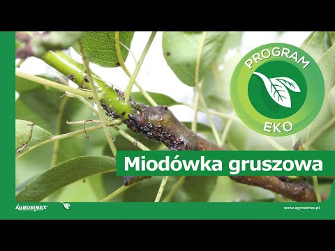 Ekologiczne sadownictwo - zwalczanie miodówki gruszowej