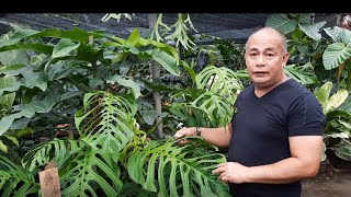 Ask Arid and Aroids, &quot;Introduction to Aroids&quot; | Philodendron | Monstera | Anthurium |