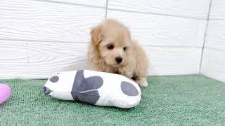 ハーフ犬の動画01