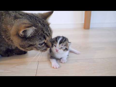 Cats Lili and Charo first met a kitten that looked just like Coco!