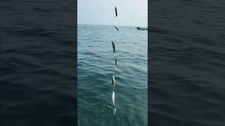 Download lagu sabiki #sabiki #sabikifishing #mancing mp3 Download lagu sabiki #sabiki #sabikifishing #mancing mp3