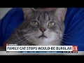 Cat Stops Would Be Burglar Binky Went After Him