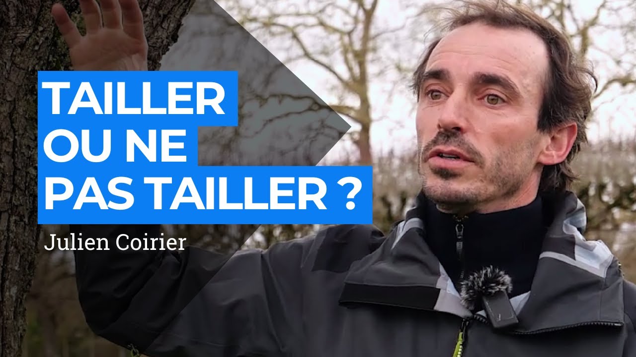 Comprendre les arbres pour mieux les tailler – Formation fruitiers avec Julien Coirier