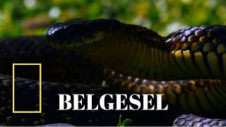 Ölümcül Yılan Adası | Belgesel