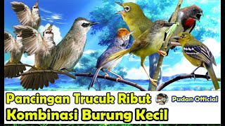 Download lagu SUARA PIKAT BURUNG TRUCUK RIBUT KOMBINASI BURUNG KECIL mp3