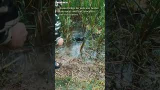 Download lagu Basket traps for eels #microfacts mp3
