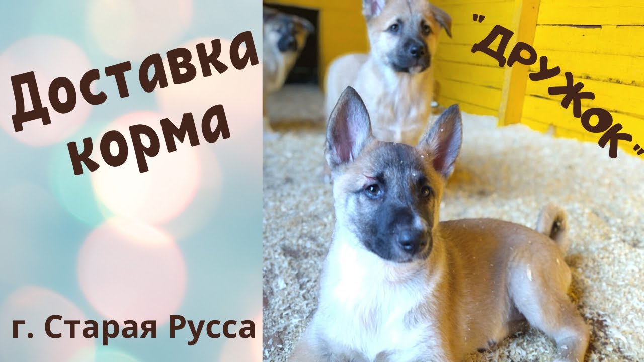 Купить Собаку В Старой Руссе