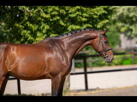 Uvanio Z (URICAS VD KATTEVENNEN x QUINAR) - Video 4 video thumbnail