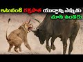 భీకరమైన అడవి జంతువుల పోరాటాలు 10 Most Dangerous 