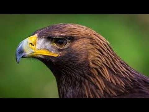 Conheça a imponente ÁGUIA REAL!