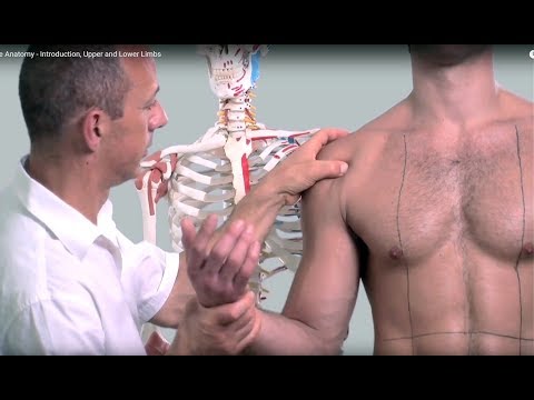 Surface Anatomy - Introduction, Upper and Lower Limbs