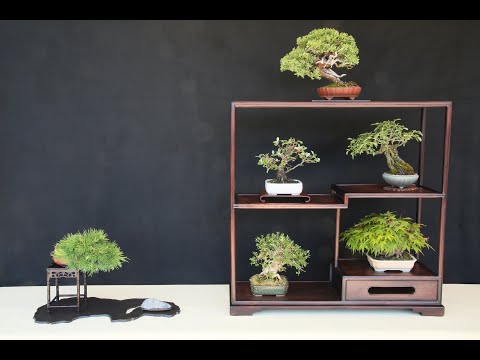 My Shohin Show 4