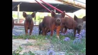 preview picture of video 'Curious piglets at Sunny Cedars Farm Sumter, SC'