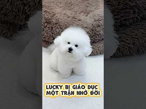Lucky Bị Giáo Dục Một Trận Nhớ Đời 🐶😱💥