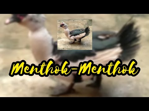 Menthok-Menthok Tak Kandani