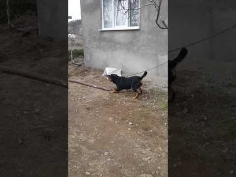 Burhan Erbaş ' ın Dostu