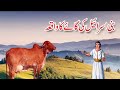 Bani Israel Ki Gaye Ka Waqia The Story Of The Cow Of Bani Israel History Of Bani Israel In Quran
