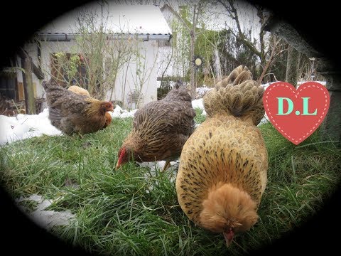 Hühner im Winter.8Tipps zur Hühnerhaltung zu dieser Jahreszeit.