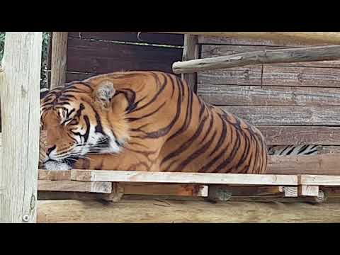 image-Why do tigers have false eyes?