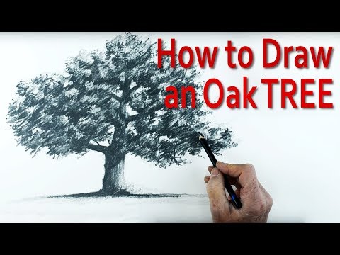 A Simple Method of How to Draw an Oak Tree using Pencil