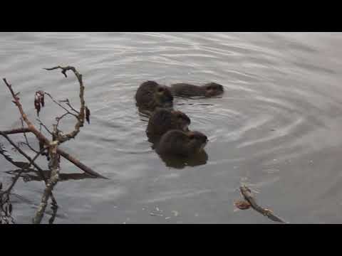 40 "Invasion der Babybande" Nutria an der Ruhr
