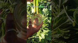 AMARANTH HARVEST & REGROWTH TIPS FROM OUR THRIVING GARDEN #shorts