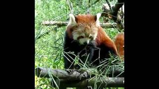 preview picture of video 'Ostrava ZOO - Firefox'
