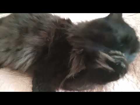 business kitty cleaning up