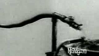 Severed Head Lives! Shocking!