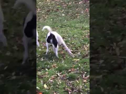 Buddy, an adopted Jack Russell Terrier in Toronto, ON_image-1