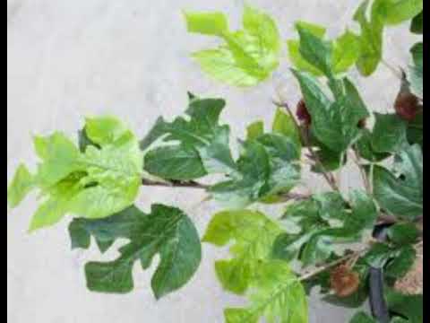 Ekikolo ne dagala- Oluwawu